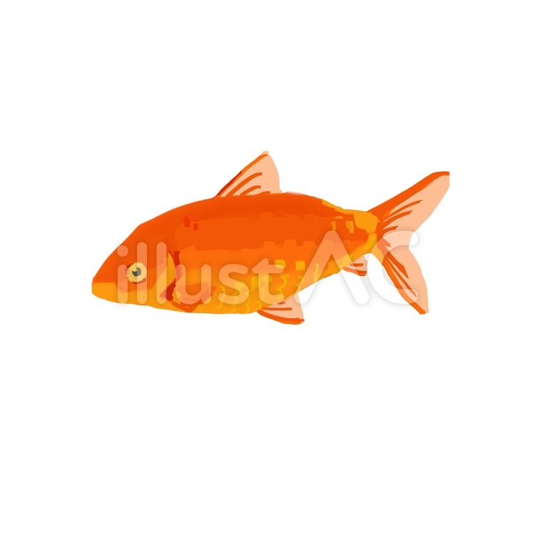 金魚　和金 金魚,魚,暑中見舞いのイラスト素材