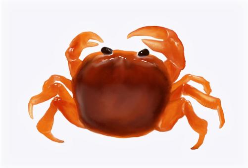 サワガニ　オス サワガニ,蟹,オス,生き物,甲殻類,淡水,川,イラスト,リアル,素材のイラスト素材