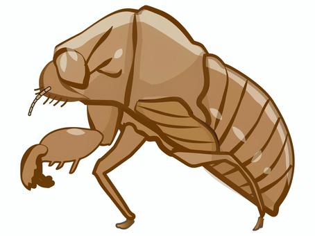 クマゼミの抜け殻 セミの抜け殻,クマゼミ,セミ,抜け殻,殻,脱皮,夏,虫,茶色,手描きのイラスト素材