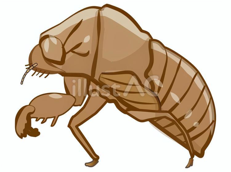 クマゼミの抜け殻 セミの抜け殻,クマゼミ,セミのイラスト素材