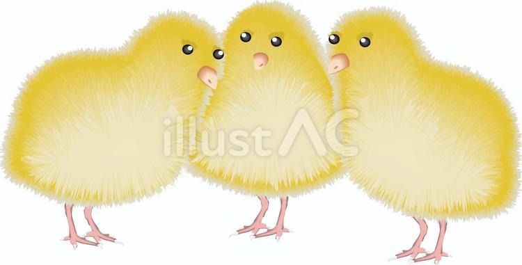 ひよこ寄り添う ひよこ,3匹,寄り添うのイラスト素材