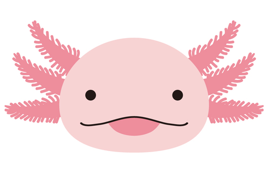 ウーパールーパー ウーパールーパー ウーパールーパー,かわいい,両生類,シンプル,動物,生き物,アイコン,顔,正面,にっこりのイラスト素材