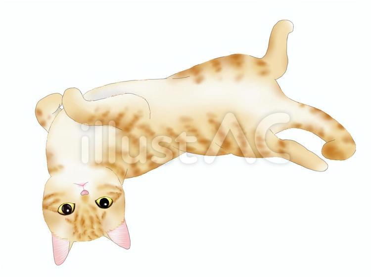 うちの猫 猫,子猫,かわいいのイラスト素材