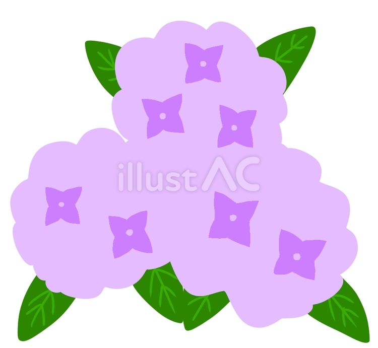 3つ並んだ紫陽花紫 紫陽花,花,植物のイラスト素材