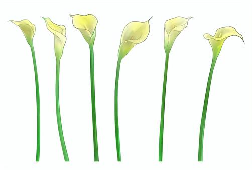 カラーの花(黄色) カラーの花(黄色) 手描き,花,植物のイラスト素材