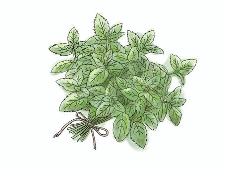 ミントのブーケ｜ボタニカル素材 ハーブ,ブーケ,水彩,植物,ボタニカル,グリーン,ナチュラル,香り,手描き,イラストのイラスト素材