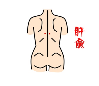 肝兪 鍼灸,ツボ,経穴,健康,東洋医学,肝兪のイラスト素材