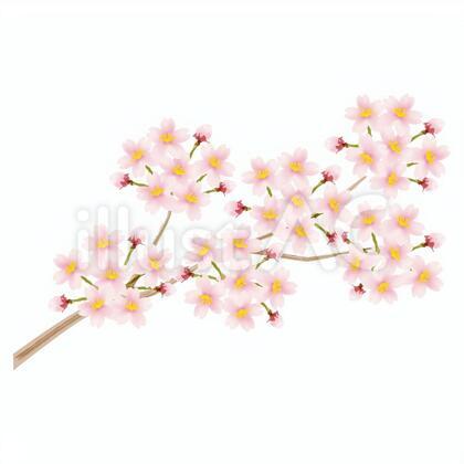 桜の花/枝