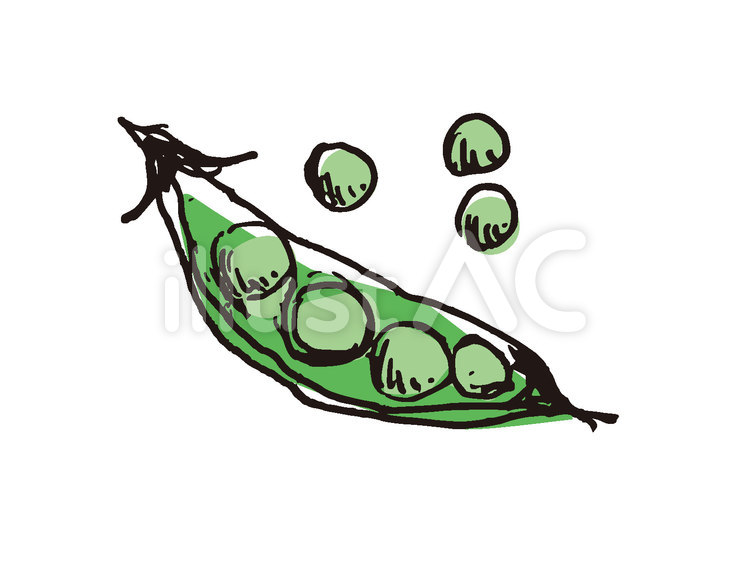手描き野菜　さやえんどう さやえんどう,えんどう豆,豆のイラスト素材