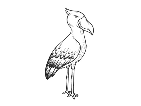 あまり動かない不思議な鳥のハシビロコウ ハシビロコウ,鳥,羽,くちばし,翼,手描き,バード,野鳥,飛行,かわいいのイラスト素材