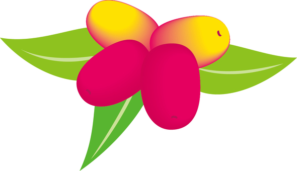 なつめと葉っぱ なつめ,棗,果実,植物,樹木,赤い実,紅,葉っぱ,木の実のイラスト素材