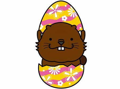 Beaver Easter, easter egg, easter, beaver, JPG and PNG