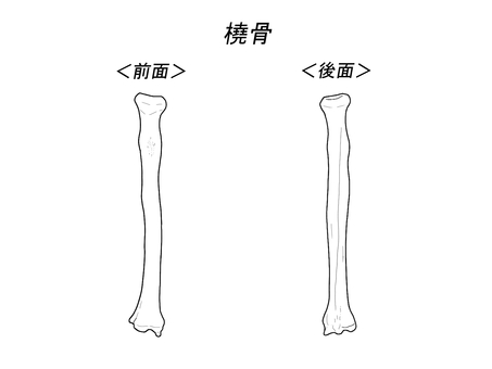 橈骨（左）前後面　文字あり 骨格,骨,橈骨,人体,人,ひと,医療,看護,パーツ,学習用のイラスト素材