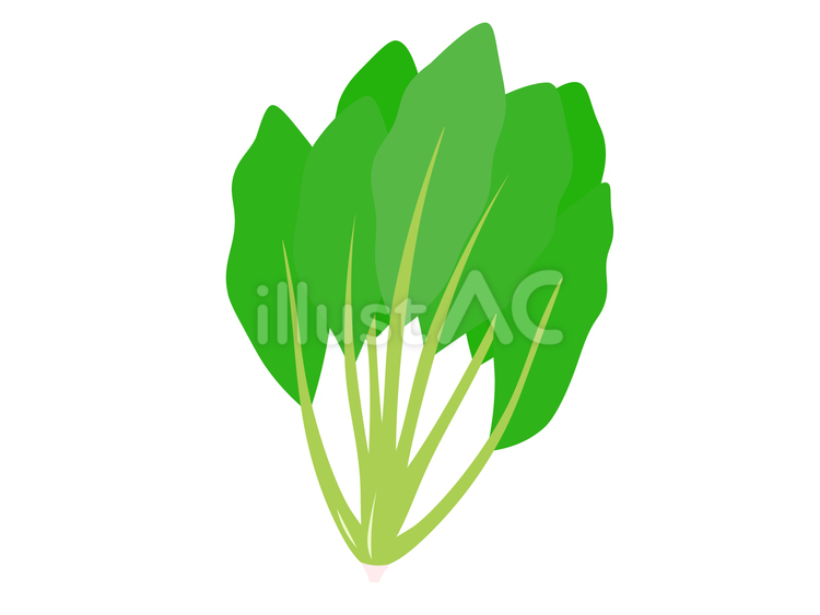 ほうれん草 ほうれん草,野菜,冬のイラスト素材