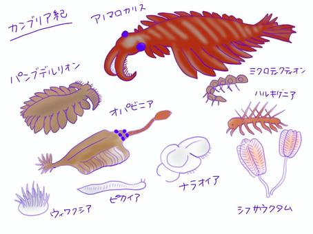 カンブリアモンスター カンブリア紀,古生物,アノマロカリス,ピカイア,ハルキゲニア,オパビニア,ナラオイア,パンプデルリオン,シフサウクタム,ウィワクシアのイラスト素材