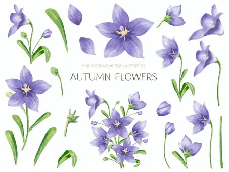 桔梗の花 桔梗,キキョウ,秋,晩夏,茎,花,水彩画,花びら,手描き,自然のイラスト素材