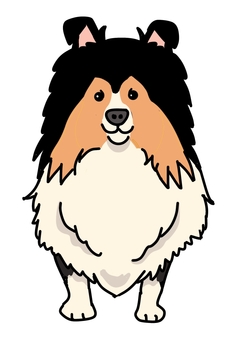 シェトランシープドックトライ 犬,動物,ペット,かわいい,デフォルメ,わんこ,キャラクター,毛色,手描き,シェトランシープドックのイラスト素材