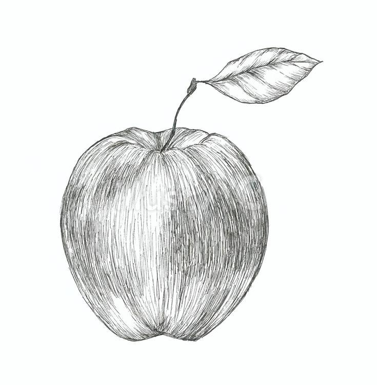 【手描き】葉っぱが付いたツヤツヤの林檎 リンゴ,果物,食べ物のイラスト素材