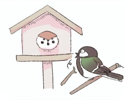 シジュウカラの巣箱を乗っ取ったスズメ スズメ,シジュウカラ,可愛い,小鳥,巣箱,乗っ取りのイラスト素材
