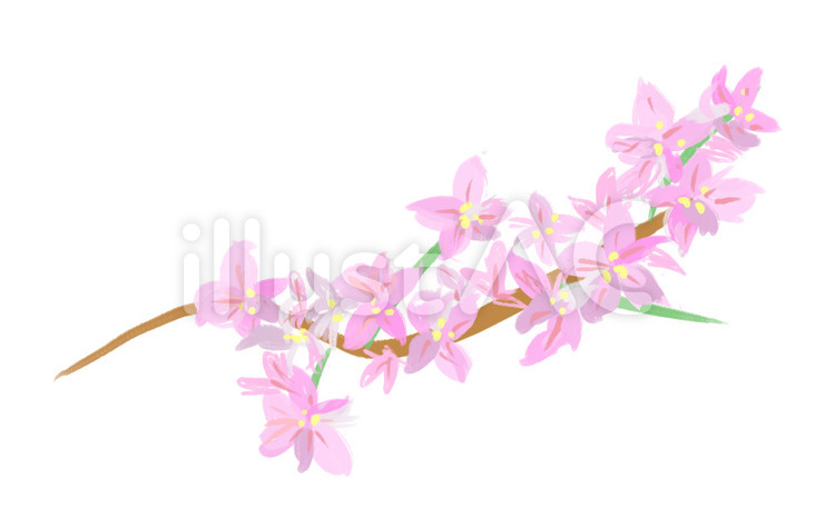 桜の枝 桜,枝,木のイラスト素材