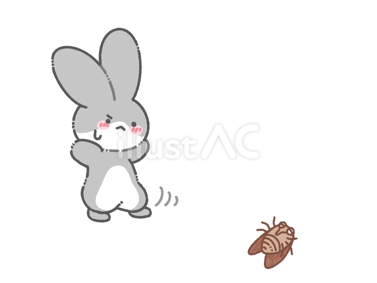 裏返ったセミを警戒するハチワレうさぎ うさぎ,ハチワレ,灰色のイラスト素材