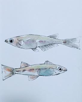 メダカ メダカ,淡水魚,鑑賞魚,川魚,小さい,可愛いのイラスト素材