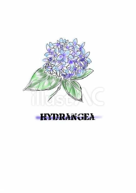 あじさい 紫陽花,あじさい,アジサイのイラスト素材