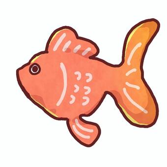 金魚 金魚,きんぎょ,魚,魚類,アカデメキンのイラスト素材