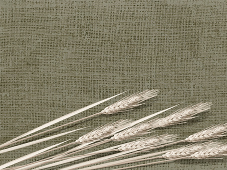 小麦色の麦穂と麻布の背景2　018 麦穂,小麦色,リアル,ナチュラル,お洒落,自然,植物,大人っぽい,枠,背景のイラスト素材