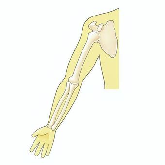 腕を伸ばす（骨） 腕,骨,上腕骨,前腕,橈骨,尺骨,関節,肩甲骨,肘,手のイラスト素材