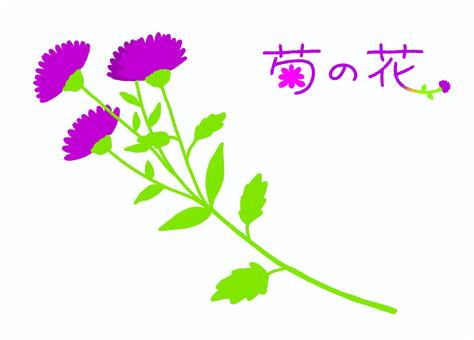 Illustration, plant, flower, chrysanthemum, 