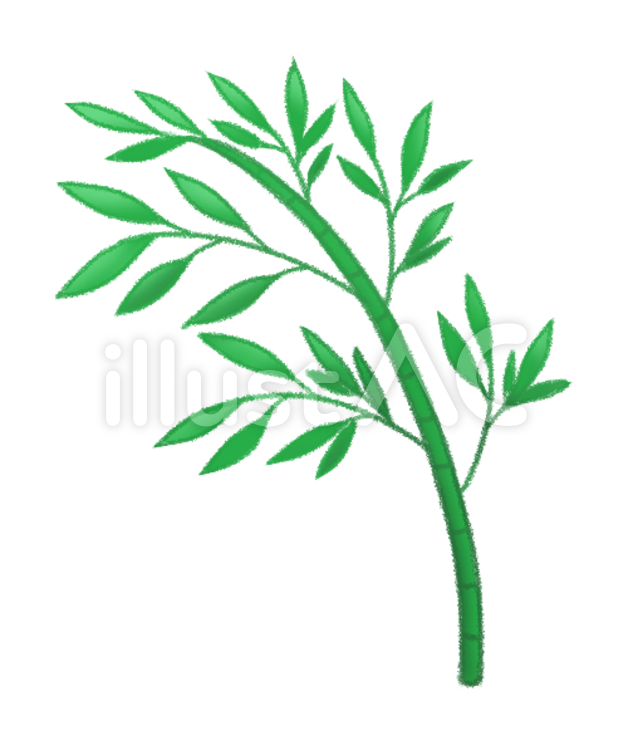 七夕の笹１ 笹,七夕,植物のイラスト素材