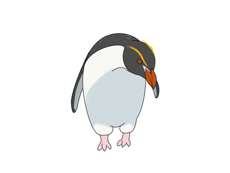 ハシブトペンギン（覗き込む） ハシブトペンギン,スネアーズペンギン,ペンギン,鳥,動物,覗き込むのイラスト素材