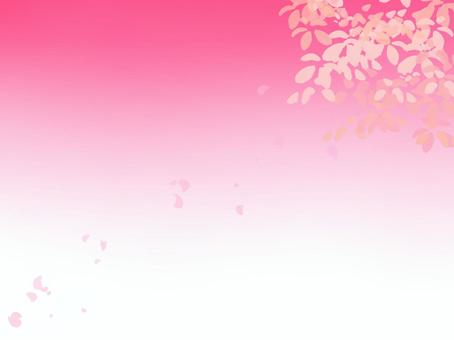 桜の背景イラスト 桜,ピンク色,背景のイラスト素材