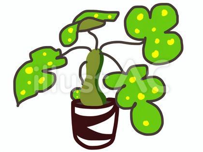 可愛い観葉植物