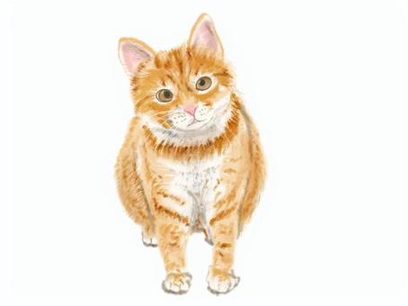 猫 猫,茶トラ,ペット,リアル,手描きのイラスト素材