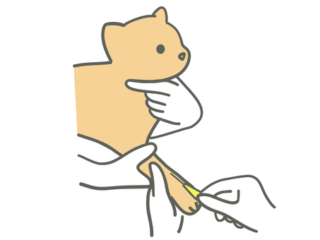 留置を取られる猫 動物,ペット,獣医,獣医師,治療,動物病院,かわいい,留置,猫のイラスト素材