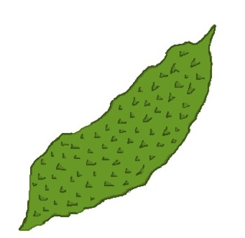 ゴーヤ 野菜,食,食材,食べ物,ゴーヤのイラスト素材