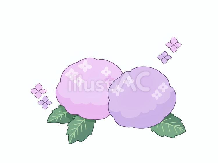二輪のあじさいのイラストむらさきとピンク あじさい,紫陽花,花のイラスト素材