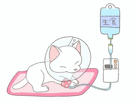 White cat hospitalized for intravenous drip, , JPG and PNG