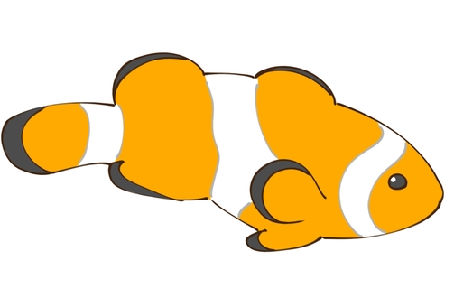 かわいいカクレクマノミのイラスト クマノミ,熱帯魚,生き物,水族館,ペット,かわいいのイラスト素材
