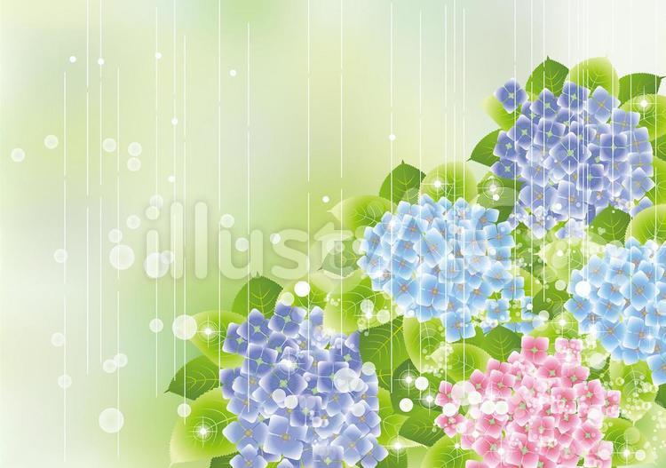 雨の中の紫陽花42 紫陽花,梅雨,つゆのイラスト素材