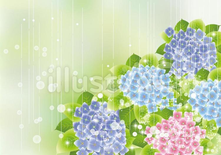 雨の中の紫陽花42 紫陽花,あじさい,アジサイのイラスト素材