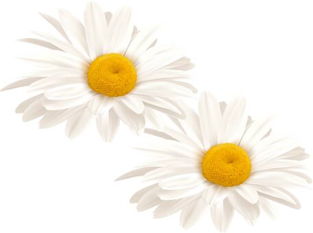 ヒナ菊 雛菊,ヒナ菊,菊,デイジー,マーガレット,小さい,開花,3月,4月,5月のイラスト素材