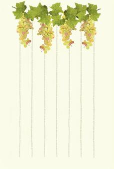 White grape postcard vertical (vertical ruled line), JPG and PNG White grape postcard vertical (vertical ruled line), , JPG and PNG