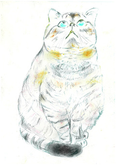 見上げる猫 猫,可愛い,威厳,青い目,色鉛筆のイラスト素材