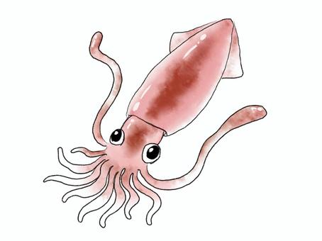 イカ　背景なし イカ,海,食べ物,海鮮,魚介,触手,イラスト,手書き,手描き,生き物のイラスト素材