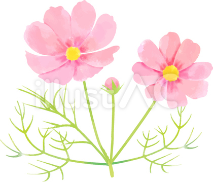 コスモスの花