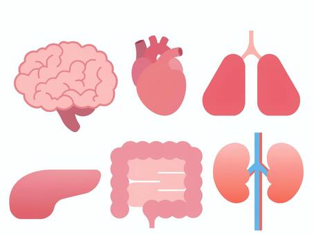 臓器セットのイラスト 臓器セット,内臓セット,臓器,内臓,脳,心臓,肺,肝臓,大腸,腎臓のイラスト素材