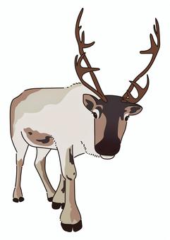 トナカイ トナカイ トナカイ,動物,茶色,クリスマス,可愛い,ツノ,蹄,まつ毛,北極圏のイラスト素材